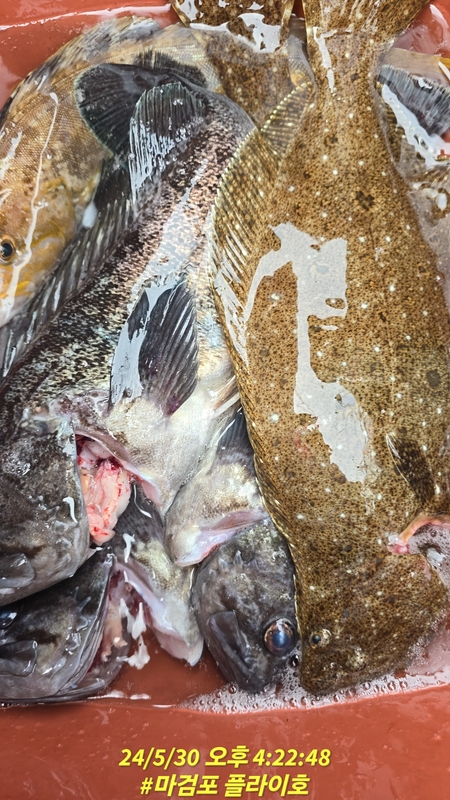 태안플라이호의 조황일지 이미지 - 7