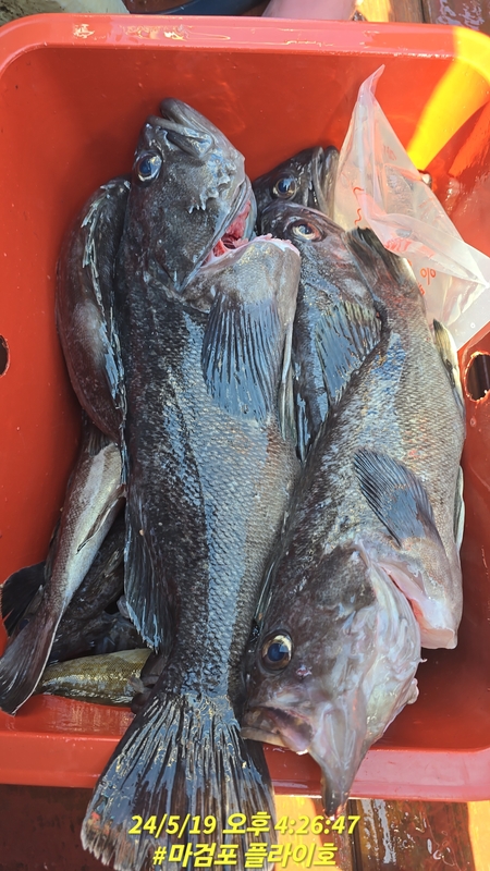 태안플라이호의 조황일지 이미지 - 4