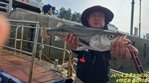 7월4일 마검포 플라이호 농어캐스팅 조황 선상낚시로 잡은 물고기 조황
