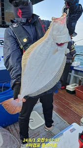 6월1일 마검포 플라이호 광어다운샷 조황 선상낚시로 잡은 물고기 조황