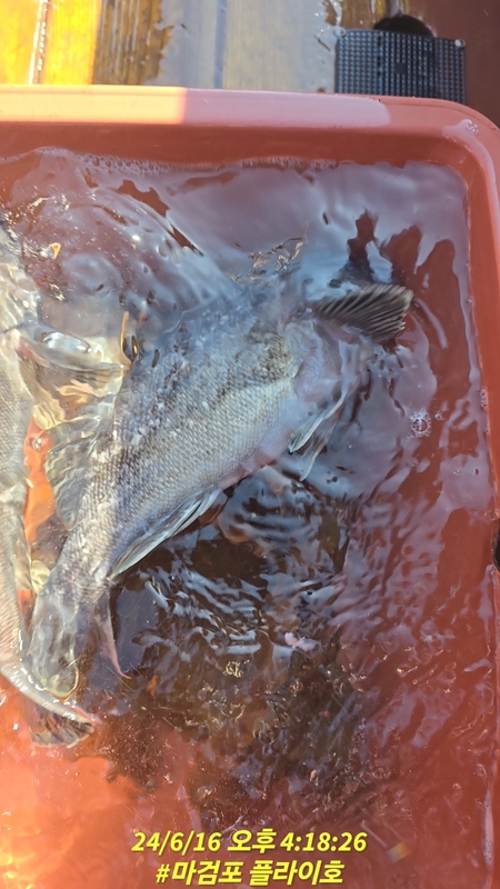 태안플라이호의 조황일지 이미지 - 8