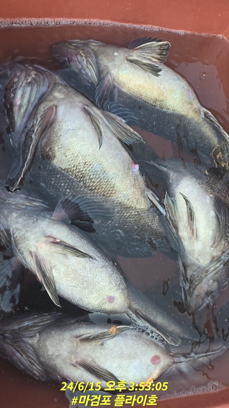 태안플라이호의 조황일지 이미지 - 14