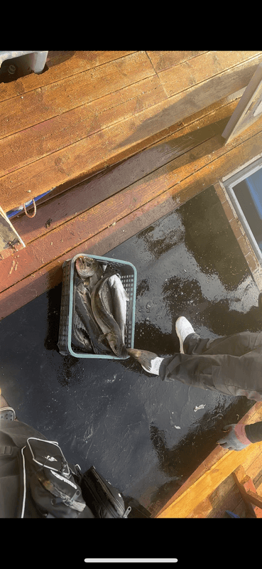 태안플라이호의 조황일지 이미지 - 6