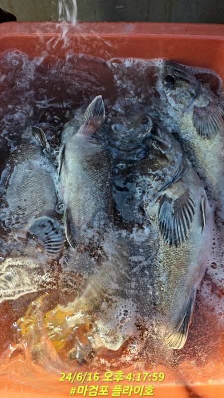 태안플라이호의 조황일지 이미지 - 9