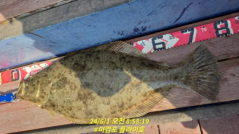 태안플라이호의 조황일지 이미지 - 2