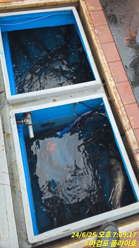 태안플라이호의 조황일지 이미지 - 7