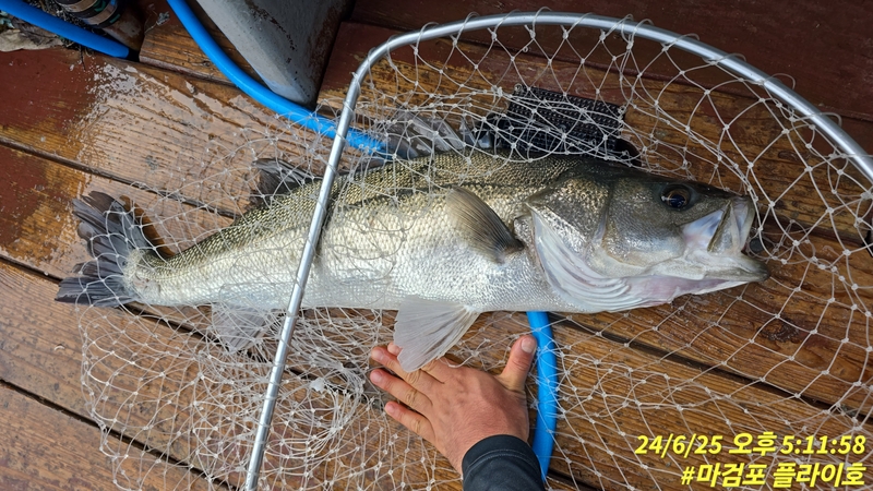 태안플라이호의 조황일지 이미지 - 10