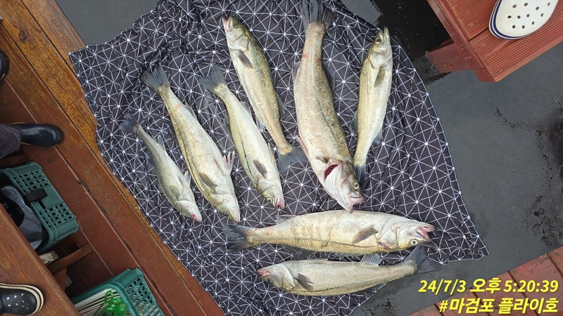 태안플라이호의 조황일지 이미지 - 4