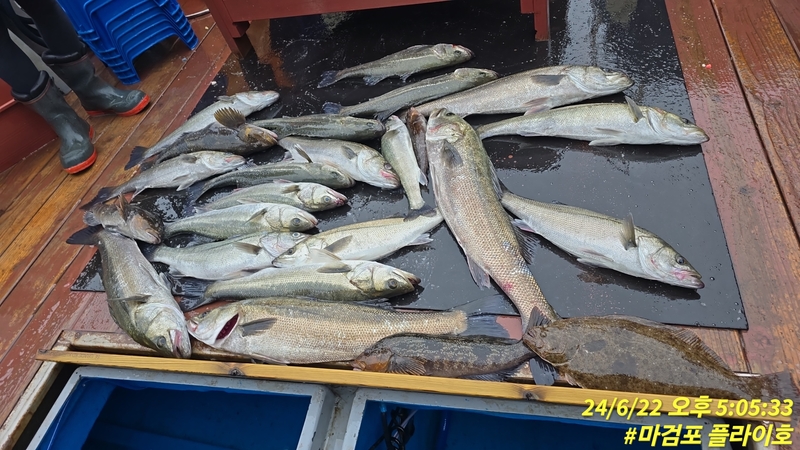 태안플라이호의 조황일지 이미지 - 7