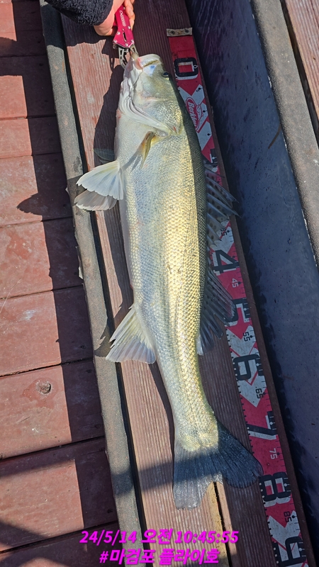 태안플라이호의 조황일지 이미지 - 4