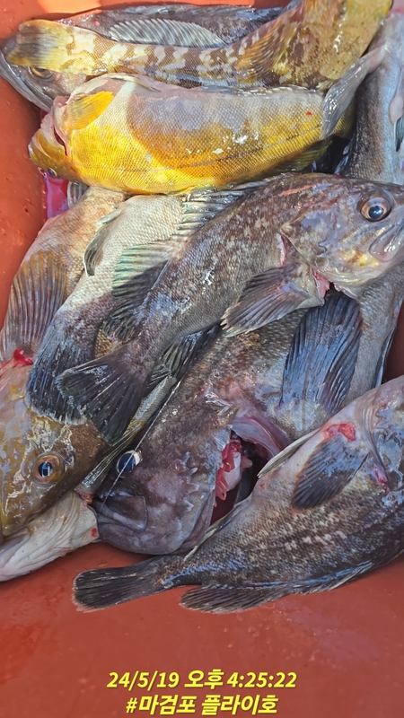 태안플라이호의 조황일지 이미지 - 6