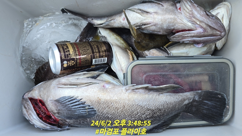 태안플라이호의 조황일지 이미지 - 13