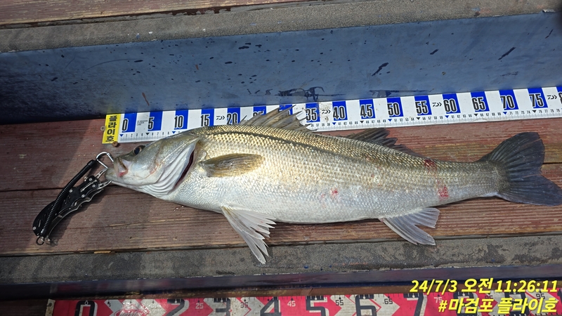 태안플라이호의 조황일지 이미지 - 6