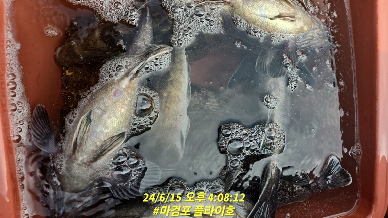 태안플라이호의 조황일지 이미지 - 19