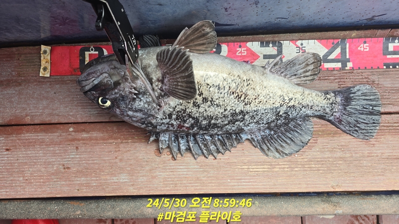 태안플라이호의 조황일지 이미지 - 13