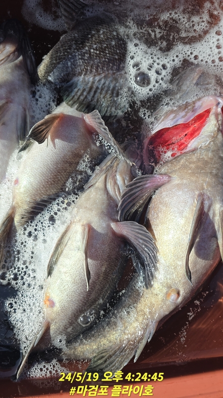 태안플라이호의 조황일지 이미지 - 7