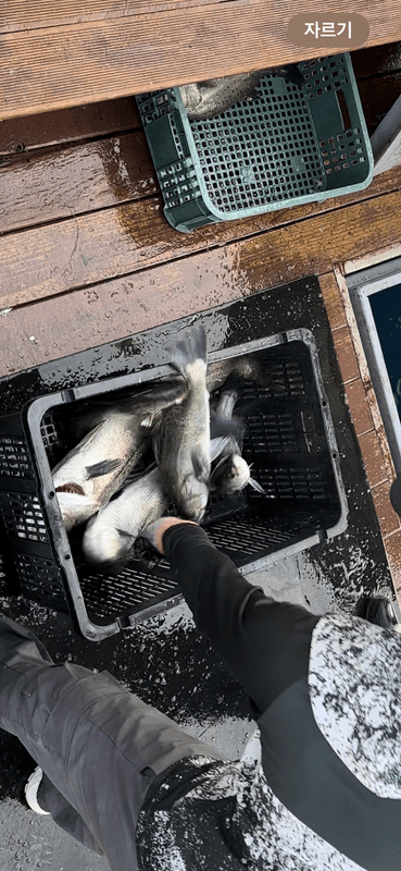 태안플라이호의 조황일지 이미지 - 4