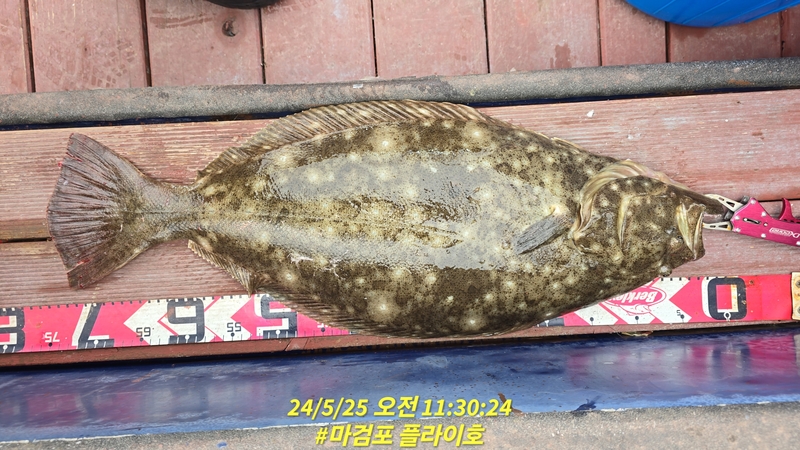 태안플라이호의 조황일지 이미지 - 5