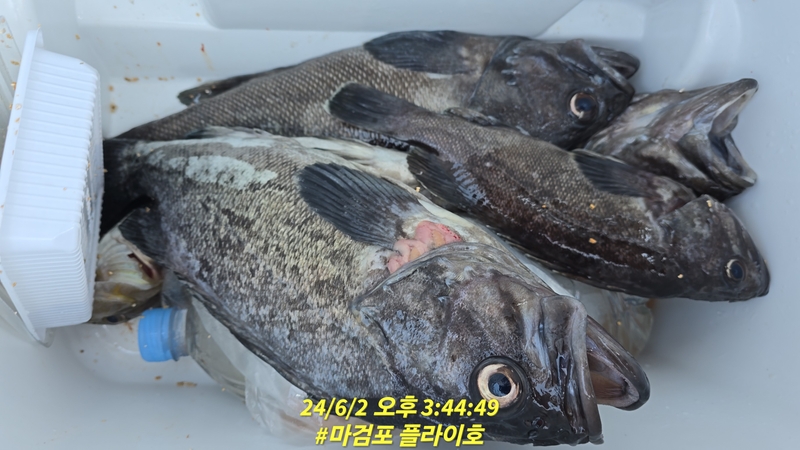 태안플라이호의 조황일지 이미지 - 7