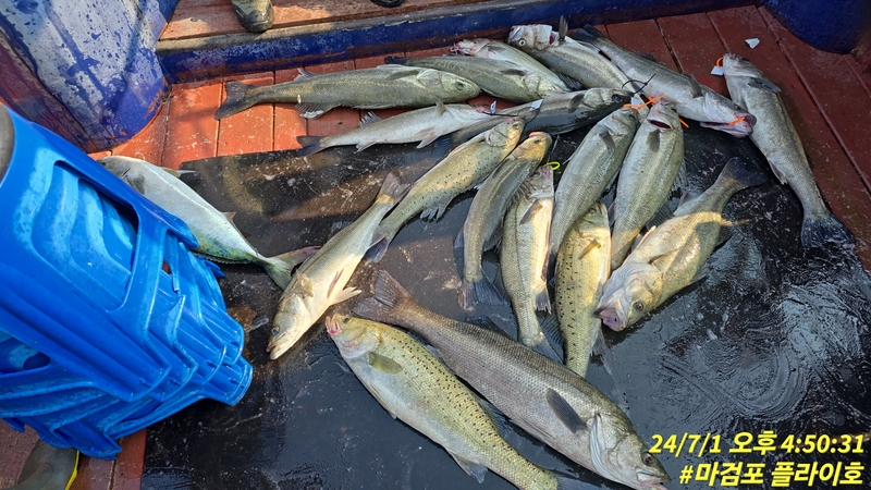 태안플라이호의 조황일지 이미지 - 6