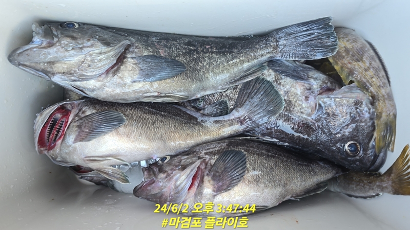 태안플라이호의 조황일지 이미지 - 9