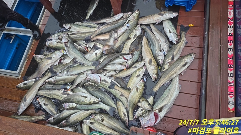 태안플라이호의 조황일지 이미지 - 7