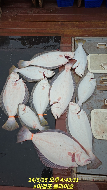 태안플라이호의 조황일지 이미지 - 1