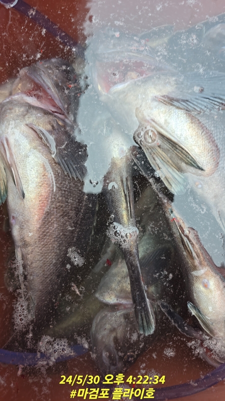 태안플라이호의 조황일지 이미지 - 8