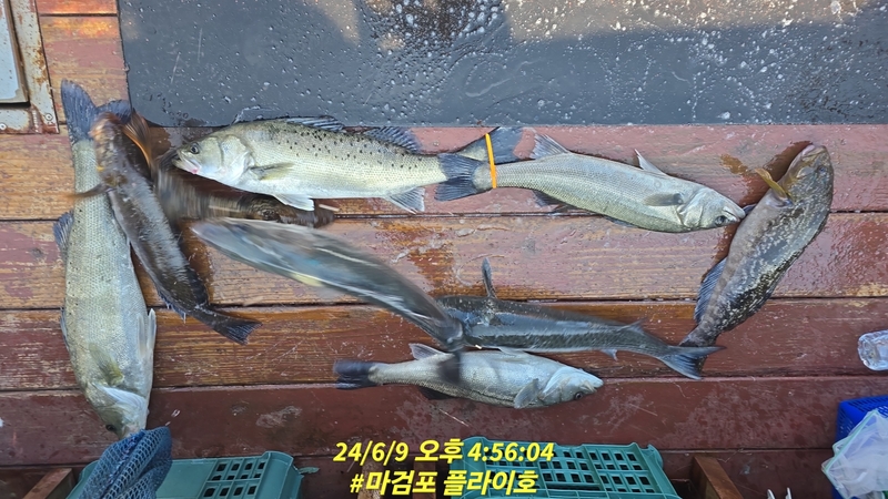 태안플라이호의 조황일지 이미지 - 1