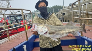 7월3일 마검포 플라이호 농어캐스팅 조황 선상낚시로 잡은 물고기 조황