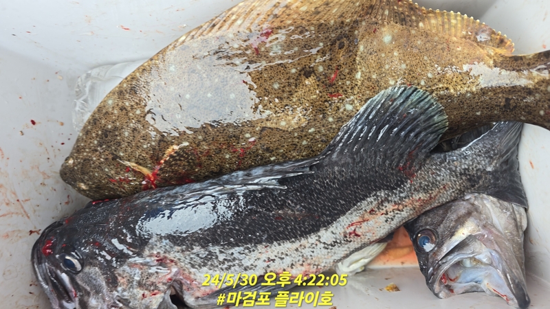 태안플라이호의 조황일지 이미지 - 9