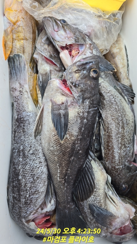 태안플라이호의 조황일지 이미지 - 6