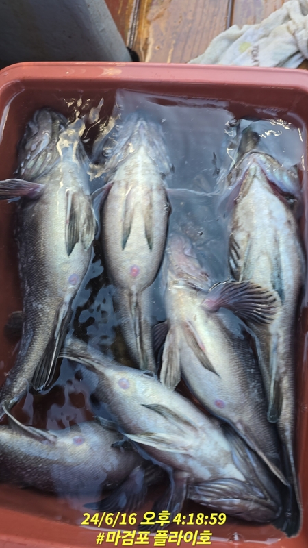 태안플라이호의 조황일지 이미지 - 7