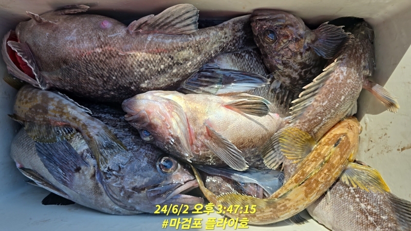 태안플라이호의 조황일지 이미지 - 10