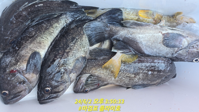 태안플라이호의 조황일지 이미지 - 15