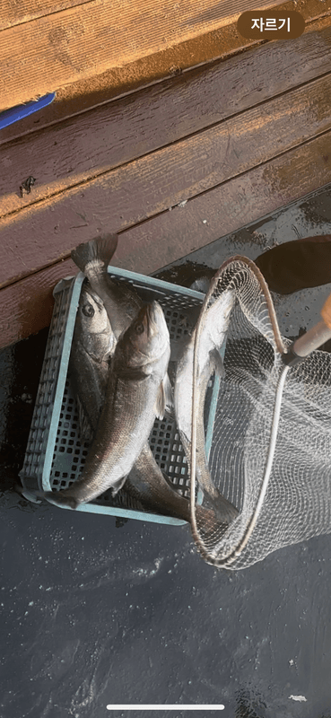 태안플라이호의 조황일지 이미지 - 3