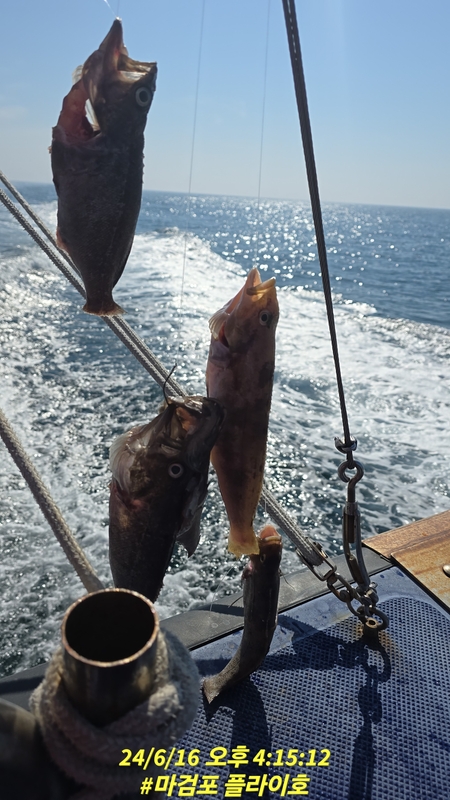 태안플라이호의 조황일지 이미지 - 14