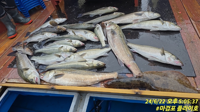 태안플라이호의 조황일지 이미지 - 8