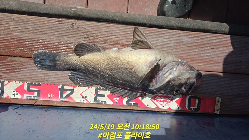 태안플라이호의 조황일지 이미지 - 10