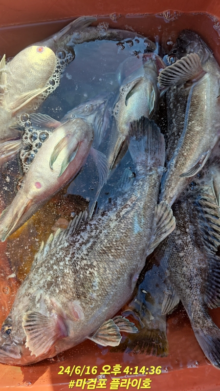 태안플라이호의 조황일지 이미지 - 15