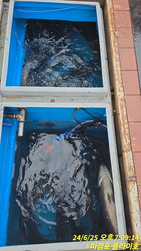 태안플라이호의 조황일지 이미지 - 8