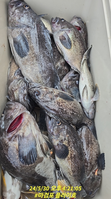 태안플라이호의 조황일지 이미지 - 10