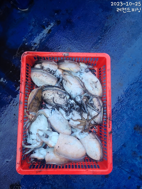 레전드피싱의 조황일지 이미지 - 0