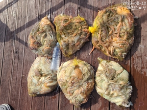 삼천포돌문어가 돌아왔어요^^ 선상낚시로 잡은 물고기 조황