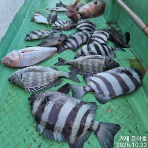 4대돔마릿수 조황  선상낚시로 잡은 물고기 조황