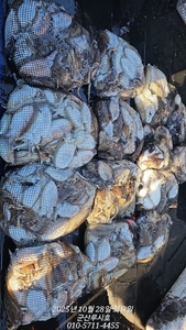 [루시호]10/28 주의보 뒤 갑오징어 대박조황 선상낚시로 잡은 물고기 조황