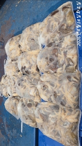 [루시호] 4/14 알주꾸미 잘 나옵니다 선상낚시로 잡은 물고기 조황