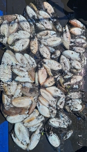 [루시호]6/5 왕갑오징어 대박 조황 입니다 선상낚시로 잡은 물고기 조황
