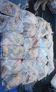 [루시호]11/15 군산 크라켄 문어 초 대박 조황 입니다  선상낚시로 잡은 물고기 조황