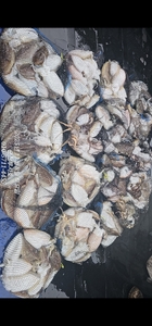 [루시호]11/8 깊은수심 사이즈 갑오징어 조황 입니다 선상낚시로 잡은 물고기 조황